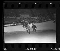 Trick riders including,Jeanette Pluncket, Kathy Garathouse, Christi Brown, & Dollie Beutler