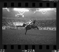 Chancy Wheeldon on unknown Saddle bronc