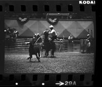 Everett Kook Calf roping