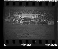 Les Hirdes & Stan Melshaw Team roping