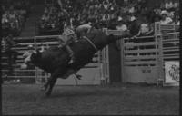 Dick Miller on Bull #W