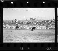 Rick Whitehead Calf roping