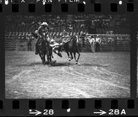 Norm Dannecker Steer wrestling