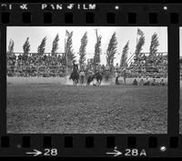 Leon McCoy Steer wrestling, 3.8 Sec