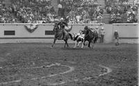 Rush Herrington Steer wrestling