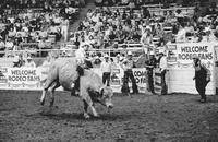 Terry Rivera on Bull #D2
