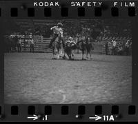 Sonny Vaughn Steer wrestling