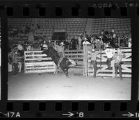 David Wollard on Bull #60