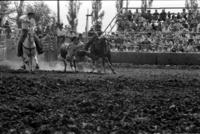 Rick Bradley Steer wrestling