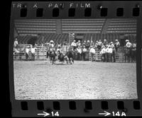 Dennis O'Rouke Steer wrestling