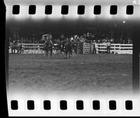 Stan Christian Steer wrestling