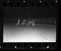 Unidentified Rodeo clowns Bull fighting