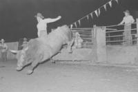 Unidentified Bull rider on unknown Bull