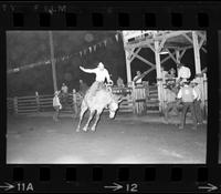 Ron Redding Exhibit Saddle bronc ride