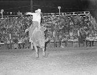 Butch Kirby on Bull #91