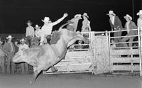 Unidentified rider on unknown Bull