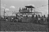 Rick Ashley on Saddle bronc #101