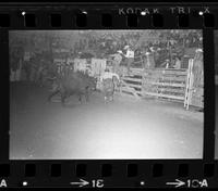 Unidentified Rodeo clown Bull fighting