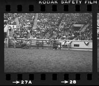 Tom Ferguson Calf roping