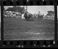 Howard Manuel Steer wrestling