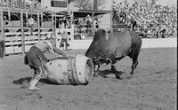 Rodeo clownsBob Donaldson, & Bruce Papon Bull fighting with Joe T
