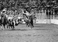 Robt. Carney Steer wrestling