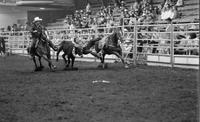 Phil Sanders Steer wrestling