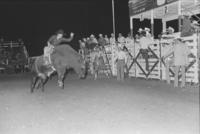 Dutch Norman on Bull #40