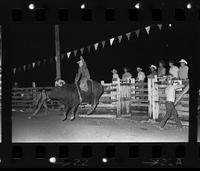 Unidentified Bull rider