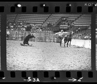 C.T. Jones Calf roping