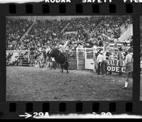 Sandy Kirby on Bull #171