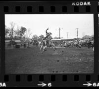 Chuck Waldie on White Brahma