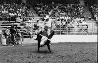 John Luthi on Bull #10