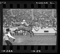Rusty Riddle on Salmon Roan