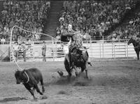 Wayne Spencer Calf roping