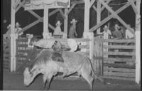 Jamie Phipps on Bull #113