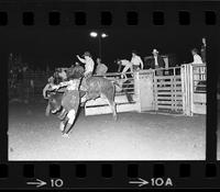 Wendall Ratchford on Bull #15