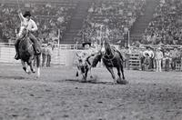 Stan Williamson Steer wrestling