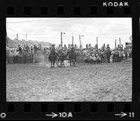 Jack Milhollin Steer wrestling