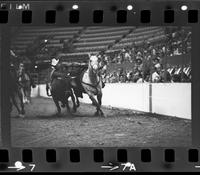 Tony Bulman Steer wrestling