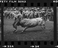 Unidentified Rodeo clown Bull fighting