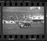 Unidentified Rodeo Clown Bull fighting