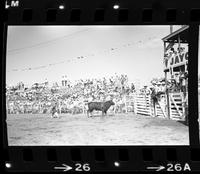 Unknown Rodeo clowns Bull fighting