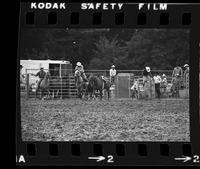 Rex Whitaker Steer wrestling