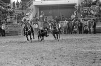 Lawson Essex Steer wrestling, 3.6 Sec