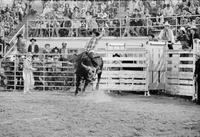 Jerry Zinsitz on Bull #104