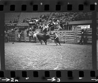 Bo Ashorn & other Rodeo clowns Bull fighting, Bull #251