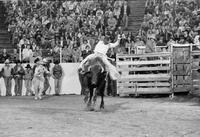 Craig Cameron on Bull #26