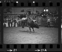 Butch Dixon on Bull #24