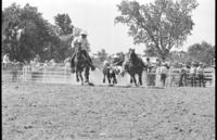 ? Alterscher Steer wrestling